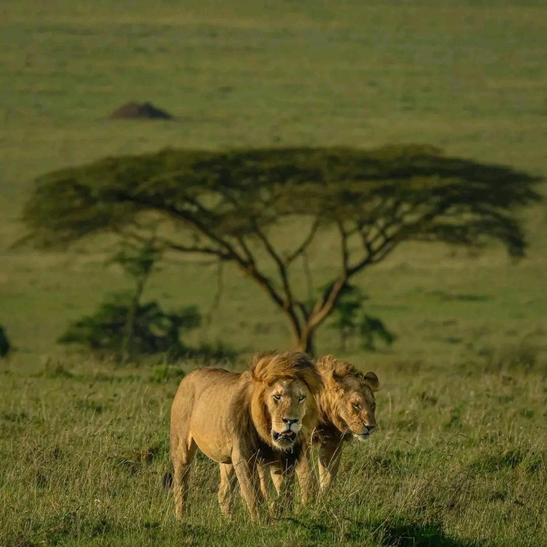 Bed and Breakfast Ilkerin Camp Maasai Mara Sekenani Exterior foto